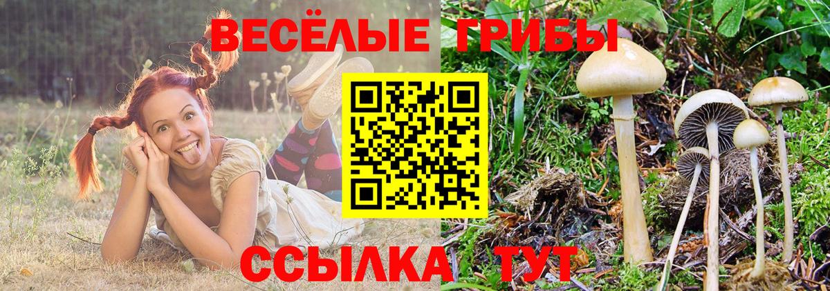 Галлюциногенные грибы Psilocybine cubensis Елец
